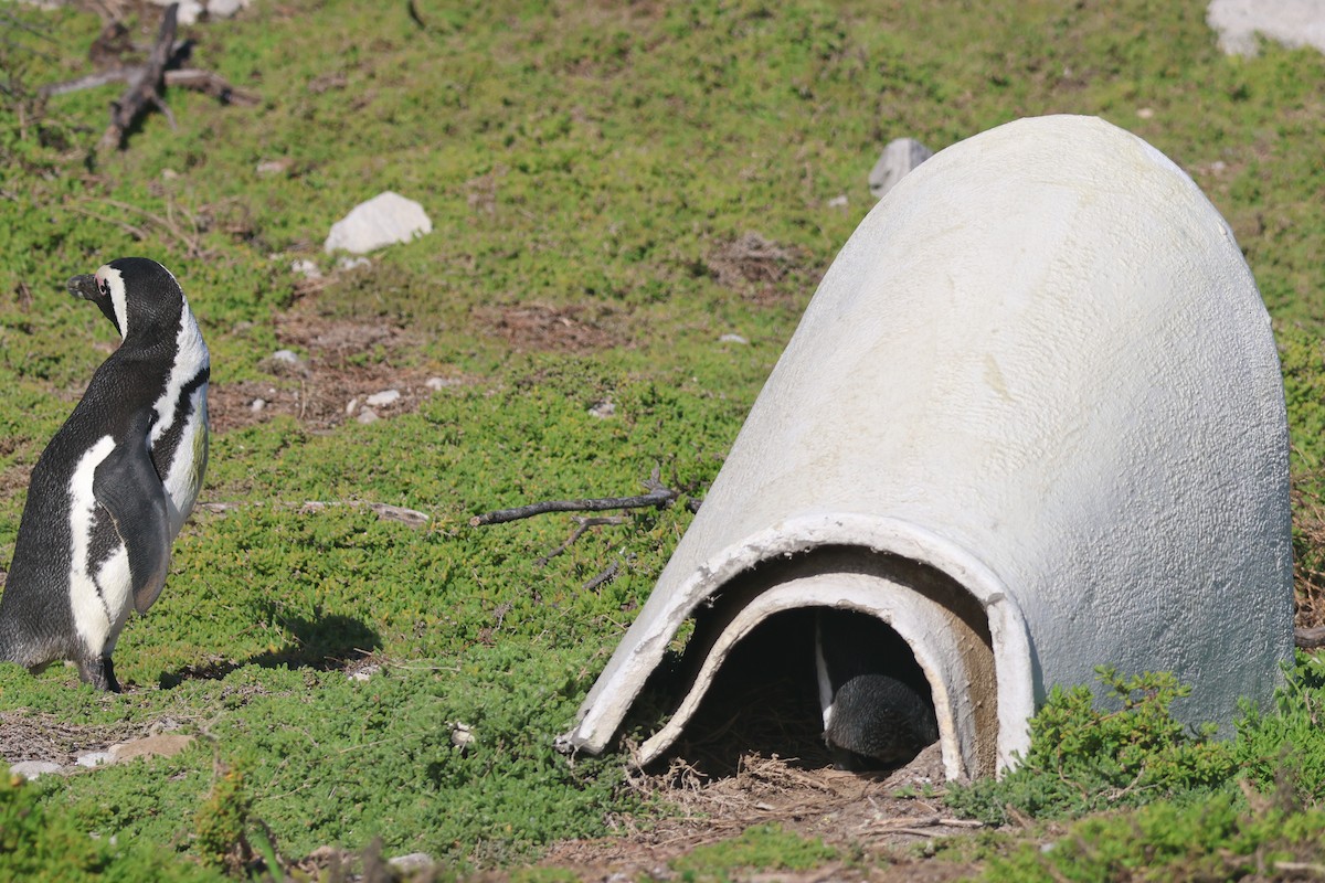 African Penguin - ML656501439