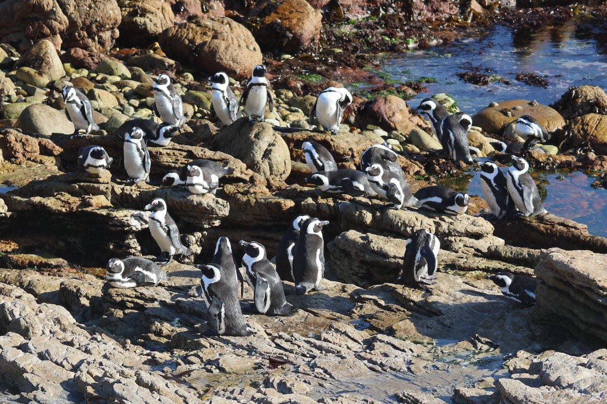 African Penguin - ML656501440