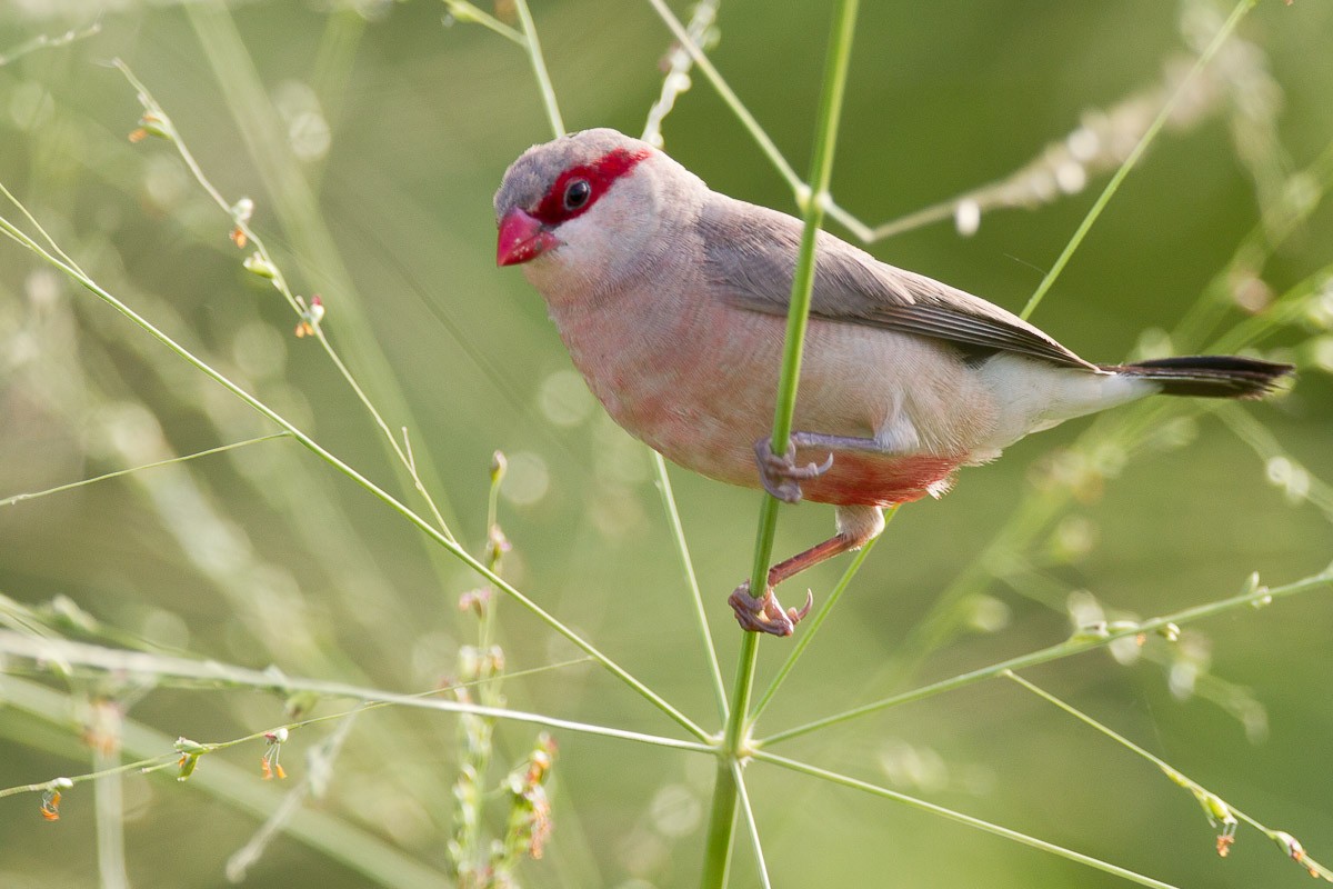 Black-rumped Waxbill - Francis Yap