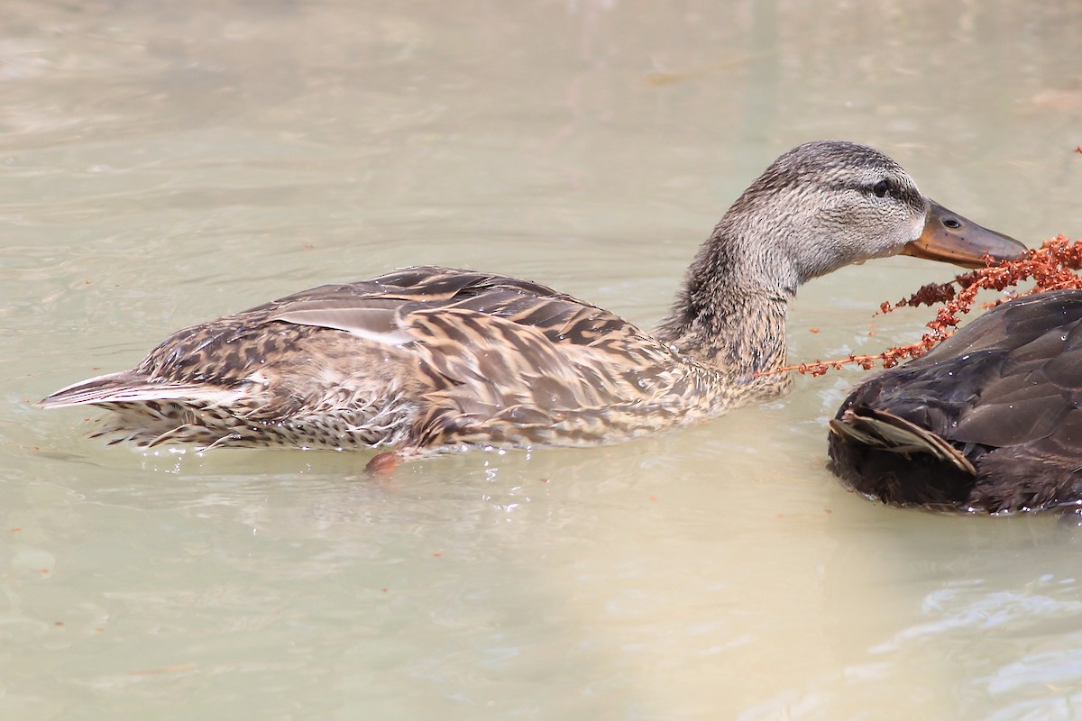 Canard colvert - ML65650611