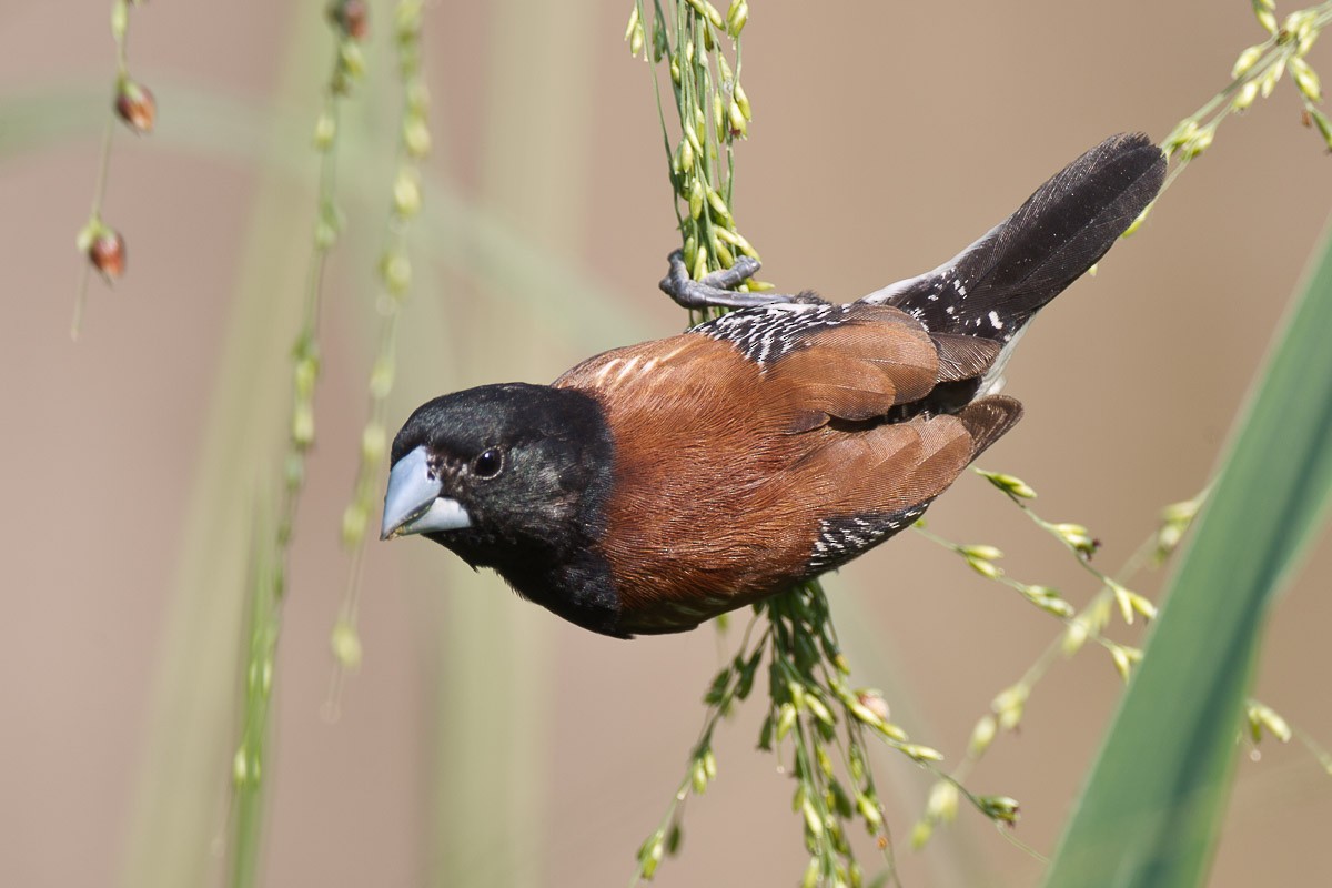 Black-and-white Mannikin - ML65650621