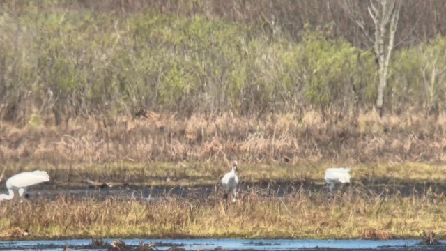 Whooping Crane - ML656506394