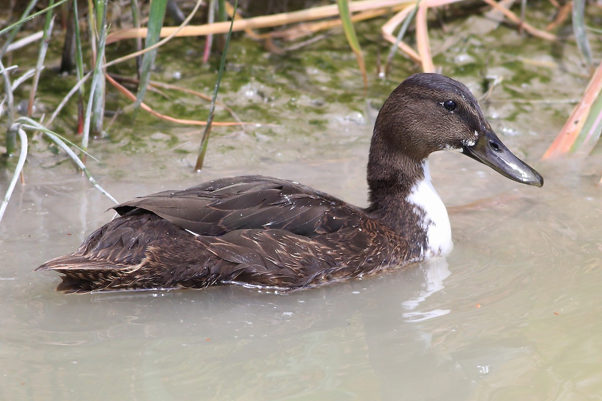 Canard colvert (forme domestique) - ML65650641