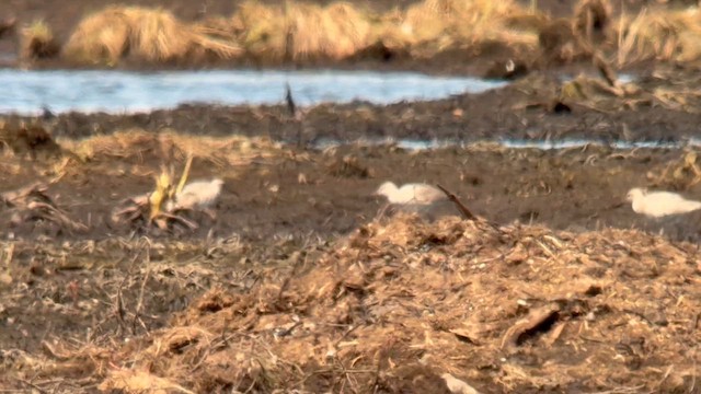 Willet - ML656506429