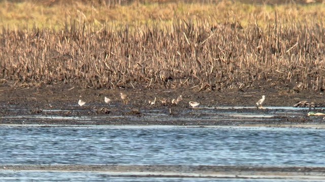 Wilson's Phalarope - ML656506481