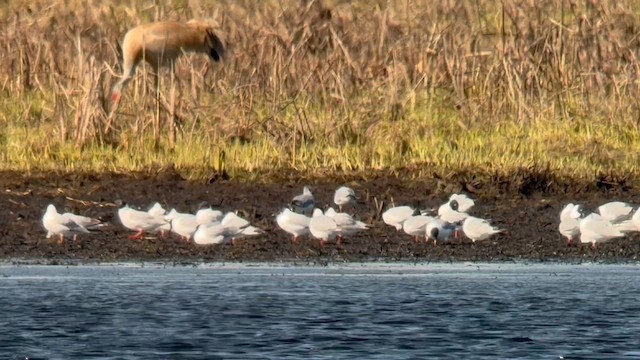 Bonaparte's Gull - ML656506631