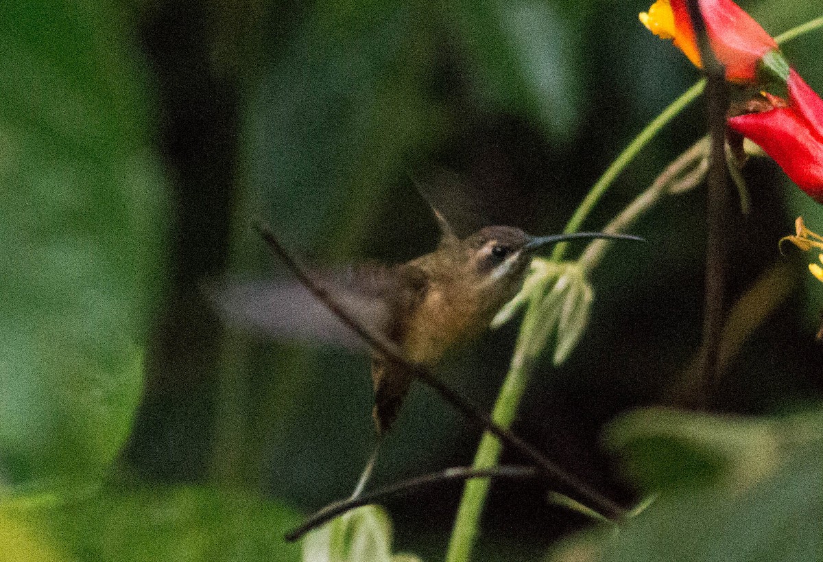 Great-billed Hermit - ML65650721