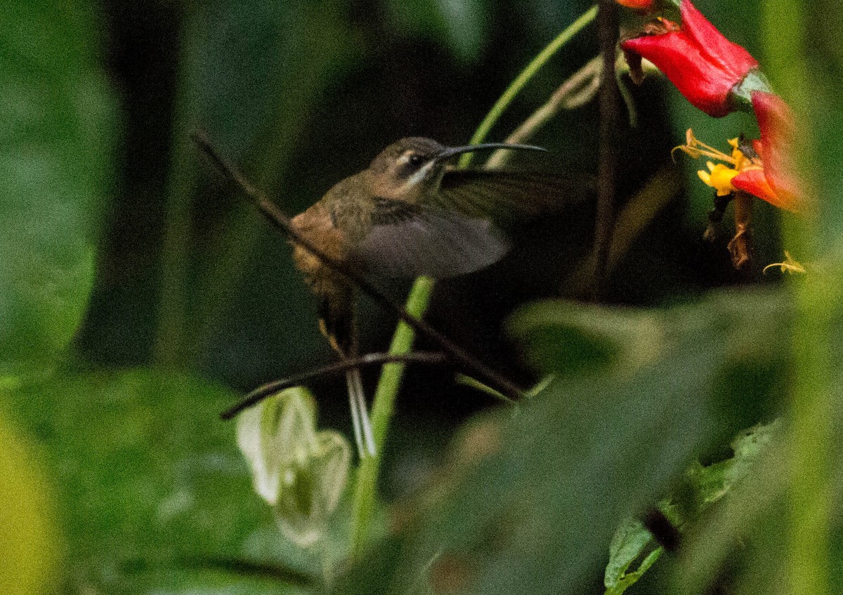 kolibřík dlouhozobý - ML65650731