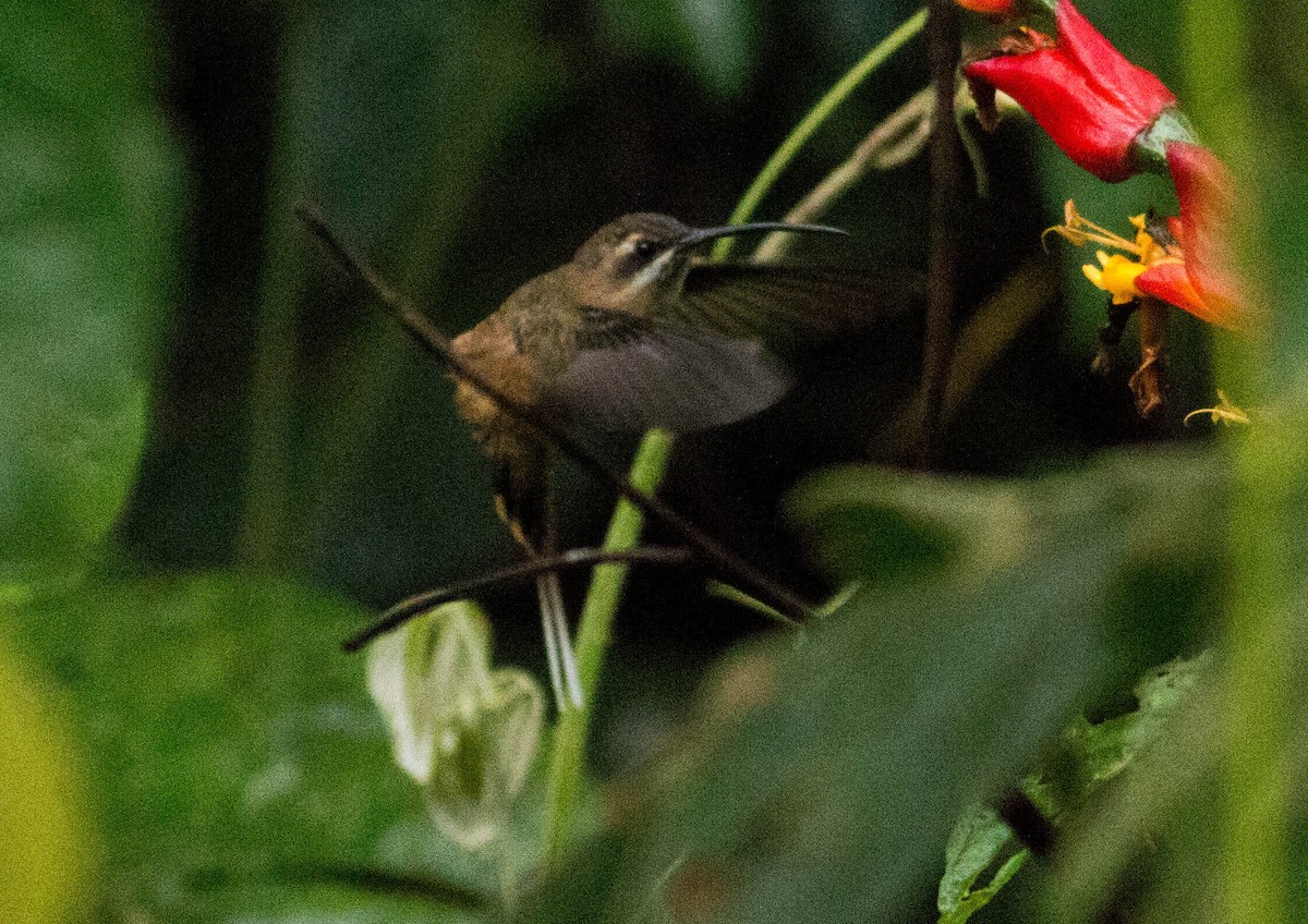 Great-billed Hermit - ML65650731