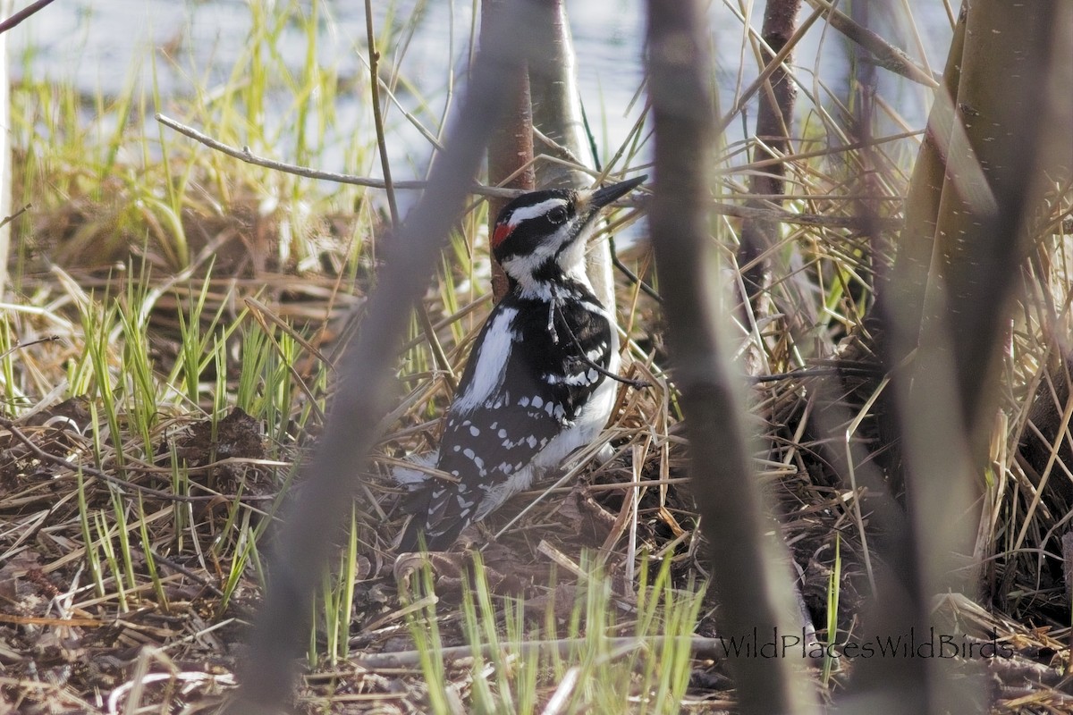 Hairy Woodpecker - ML656507430