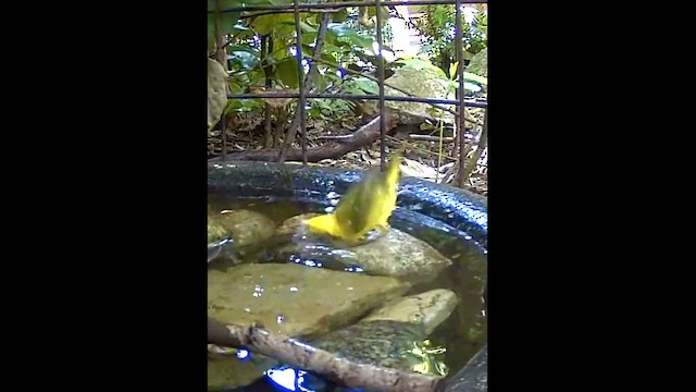 ウィルソンアメリカムシクイ - ML656507988