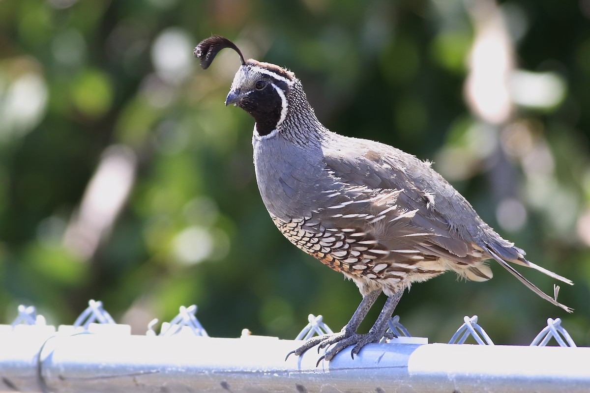 California Quail - ML65650801