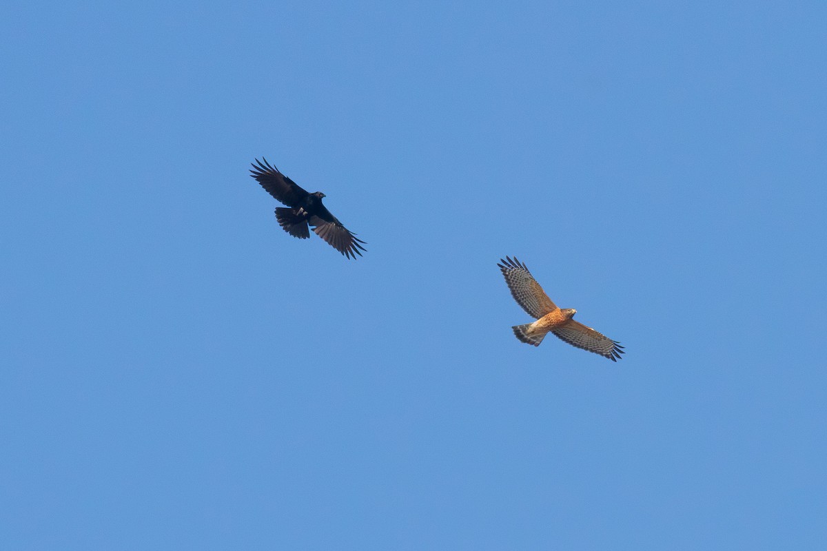 Red-shouldered Hawk - ML656508299