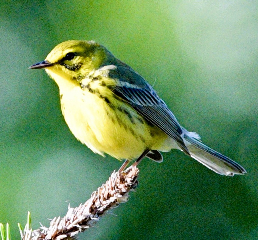 Rotmantel-Waldsänger - ML656508464