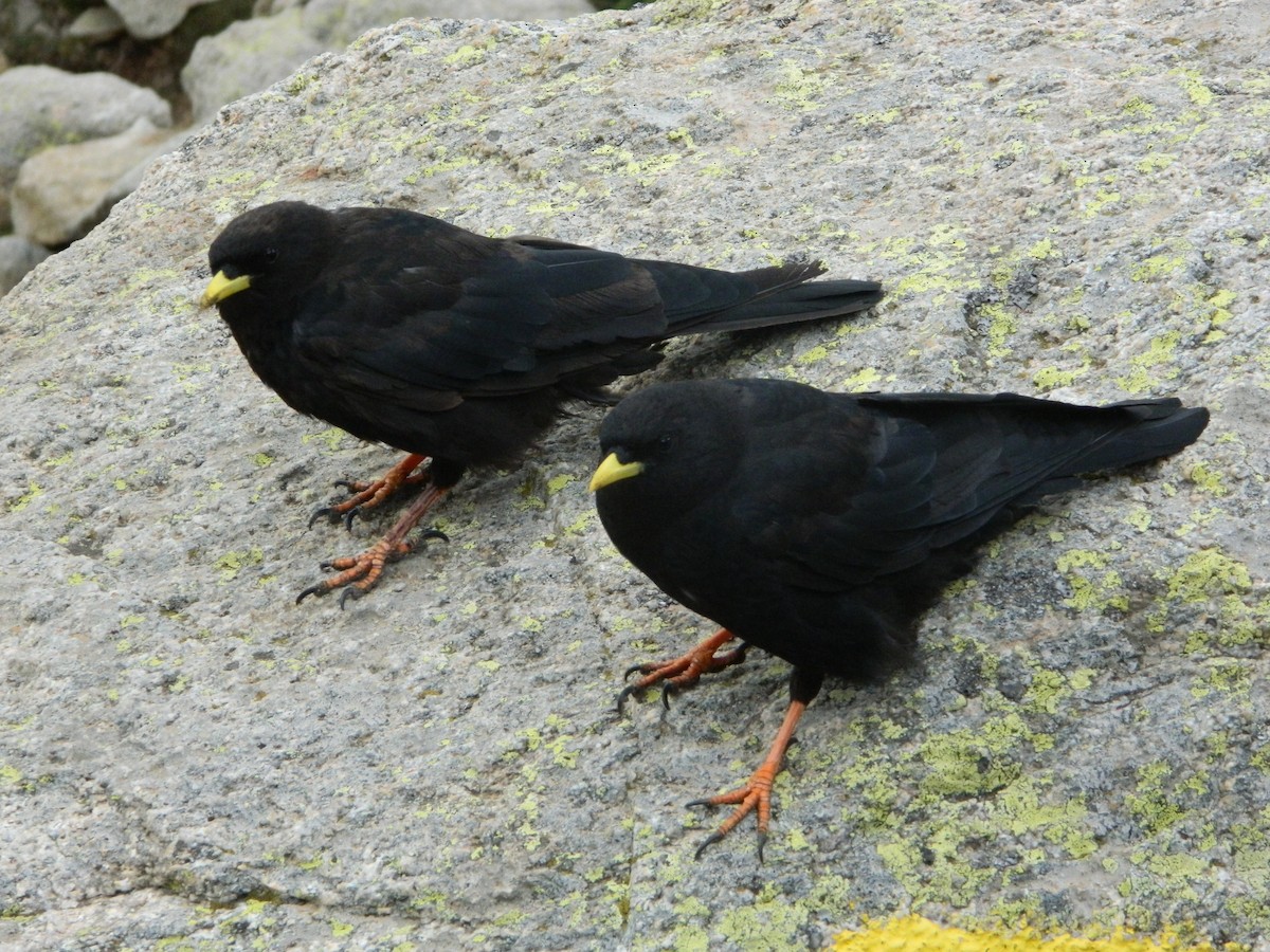 Yellow-billed Chough - Louis Imbeau