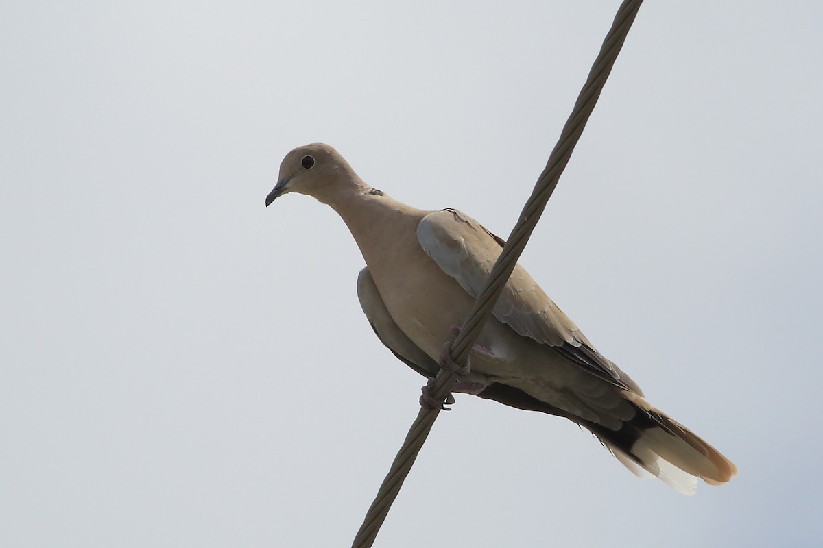 Eurasian Collared-Dove - ML65650961