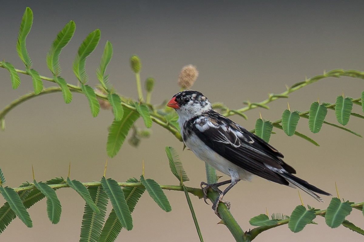 Pin-tailed Whydah - ML65651011