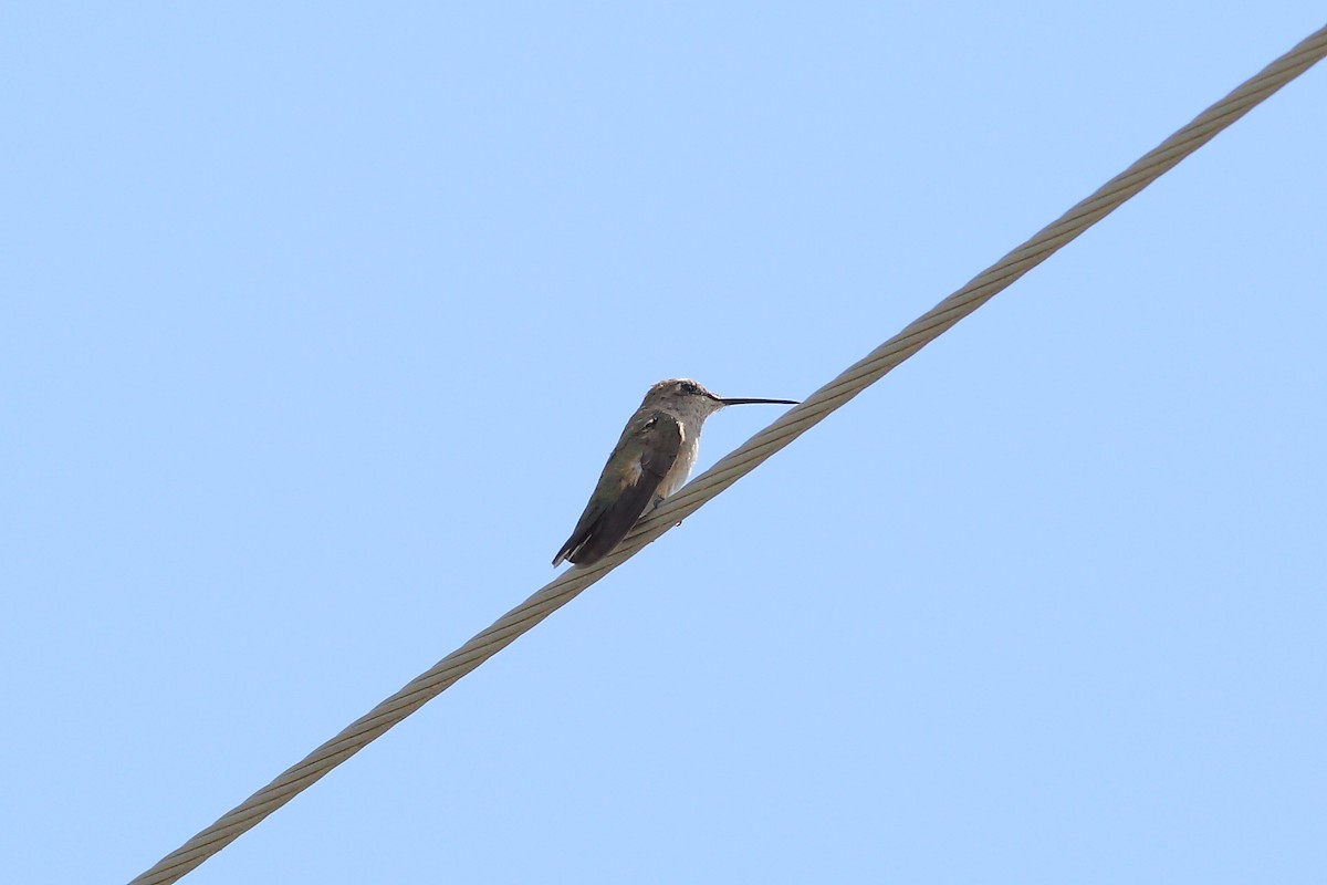Black-chinned Hummingbird - ML65651071