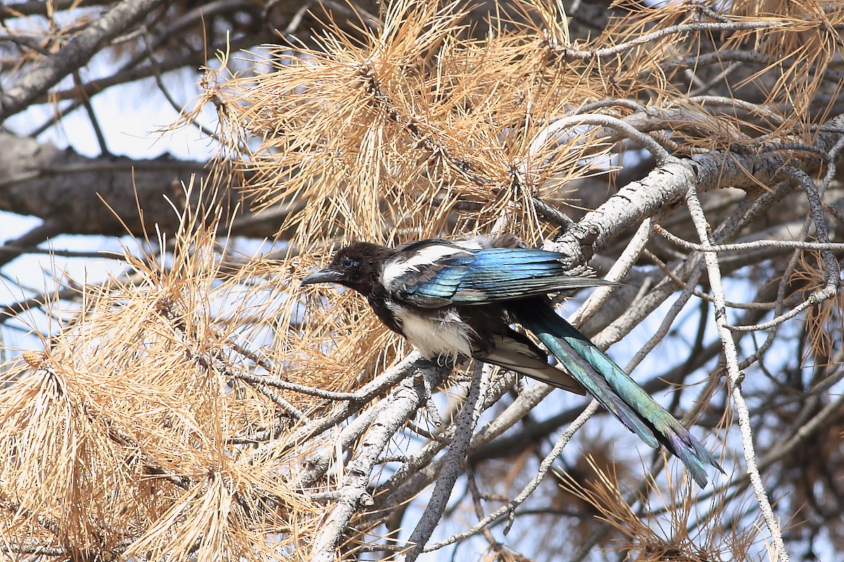 Black-billed Magpie - ML65651101