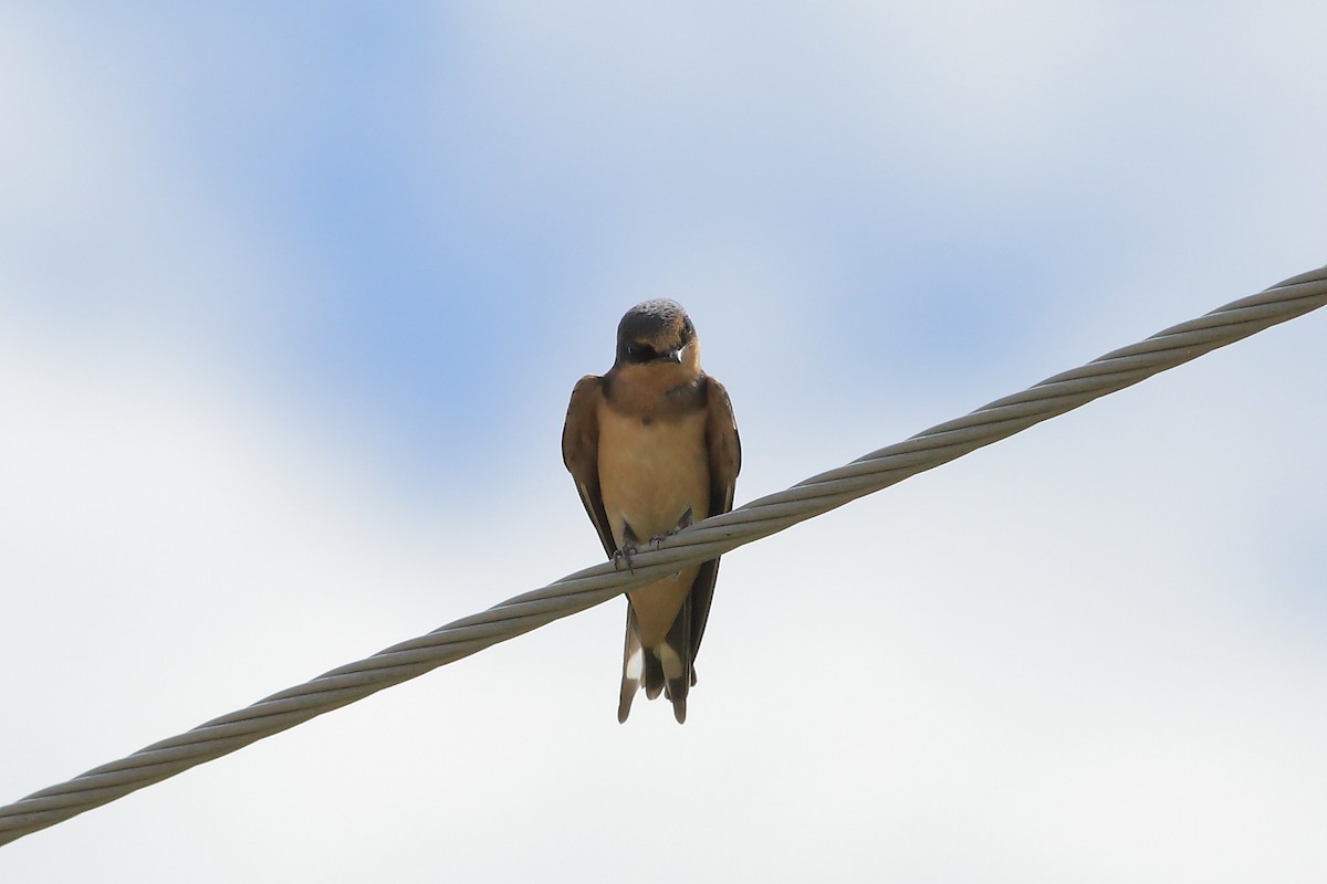 Barn Swallow - ML65651111