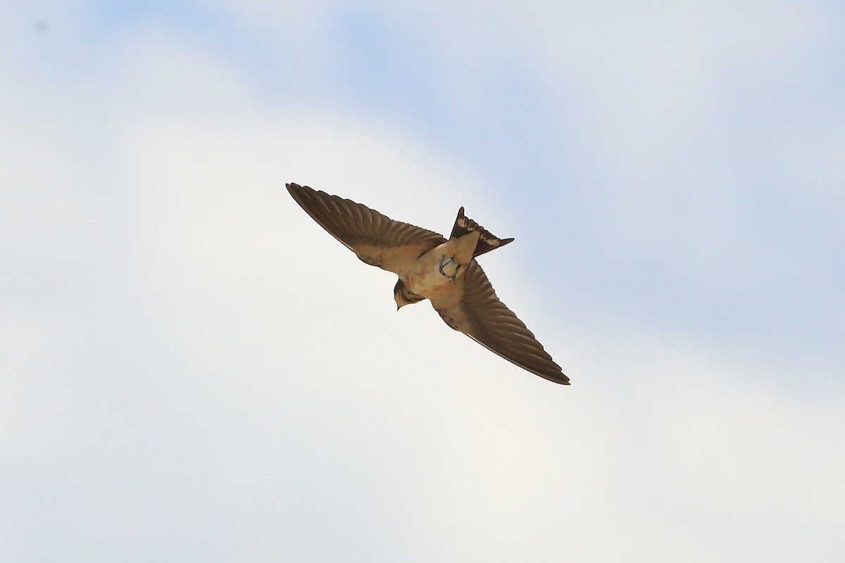 Barn Swallow - ML65651121
