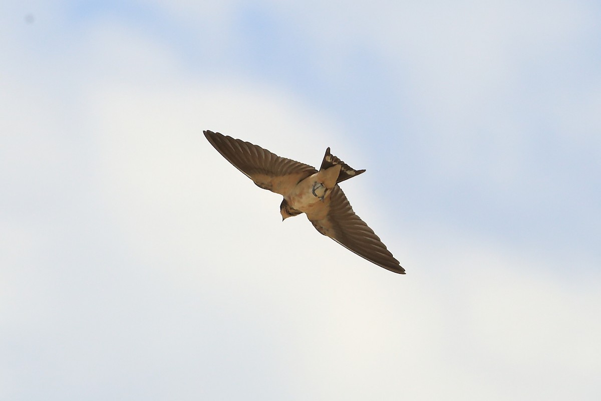 Golondrina Común - ML65651121