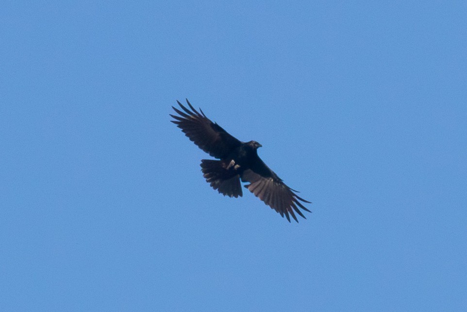 American Crow - ML656512136