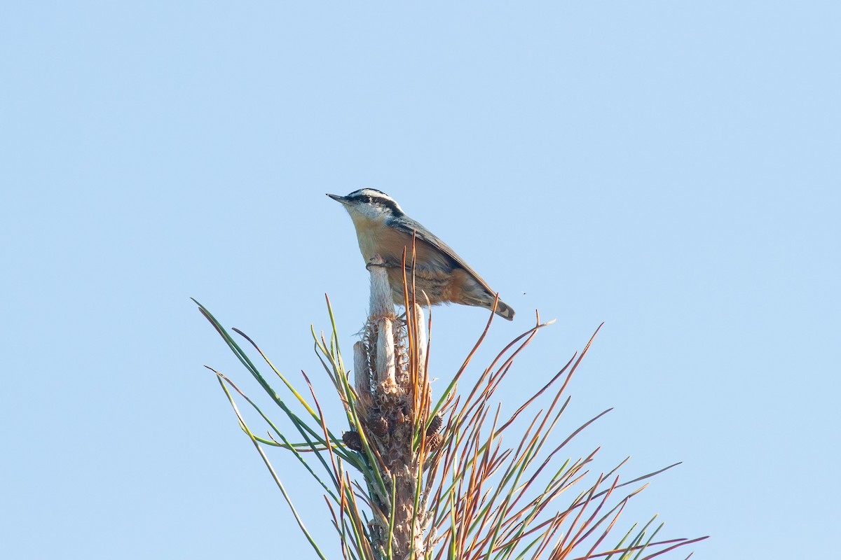 Red-breasted Nuthatch - ML656512149