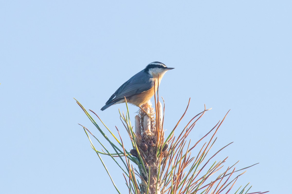 Red-breasted Nuthatch - ML656512150