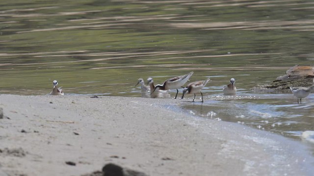 Wilson's Phalarope - ML656512481