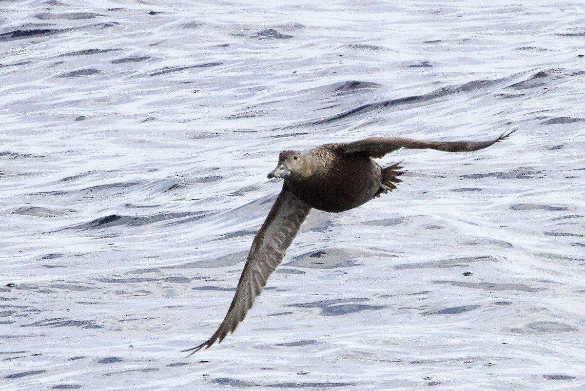 Steller's Eider - ML656513584