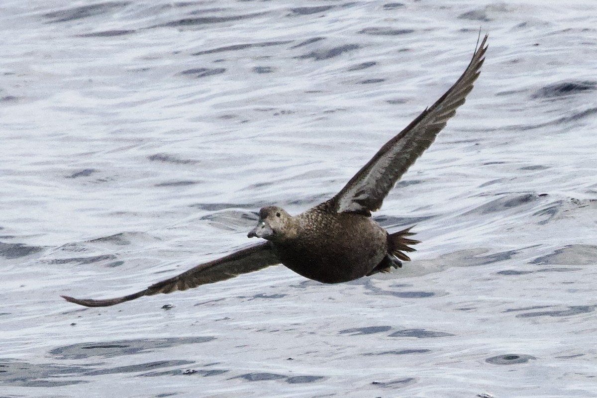 Steller's Eider - ML656513588