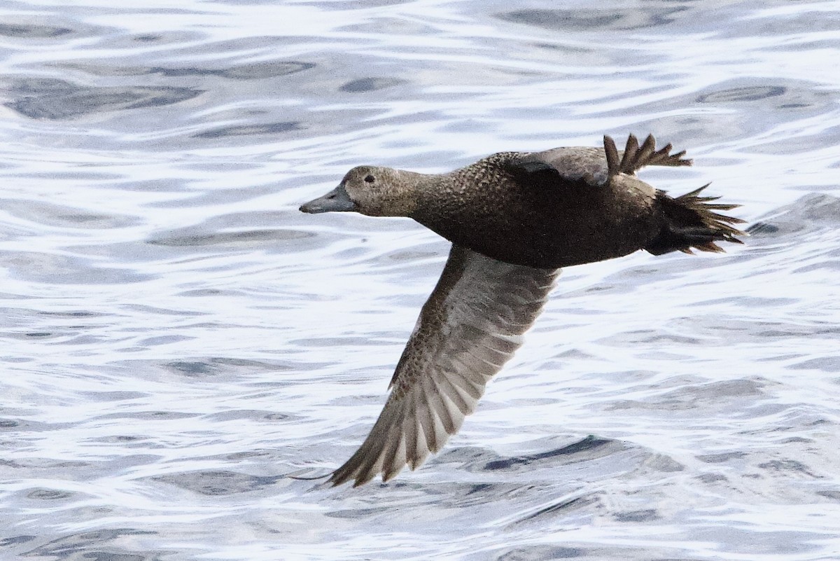 Steller's Eider - ML656513593
