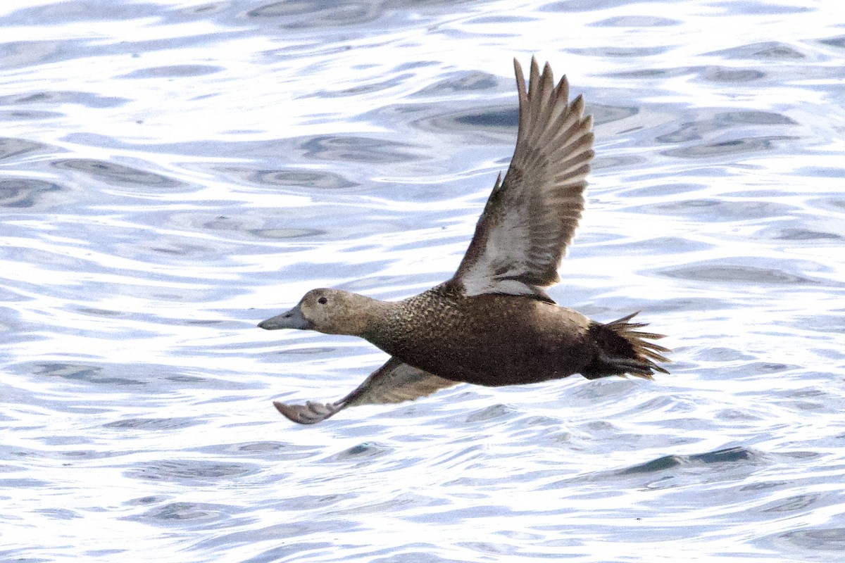 Steller's Eider - ML656513596