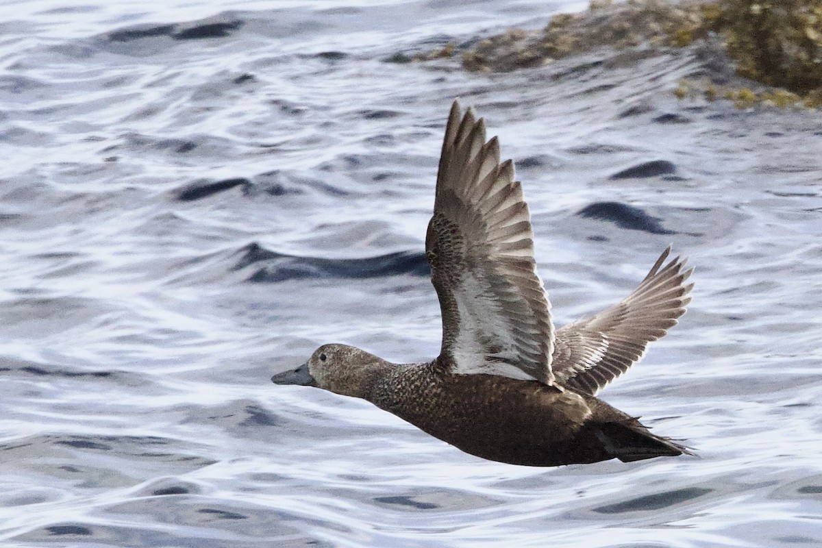 Steller's Eider - ML656513599