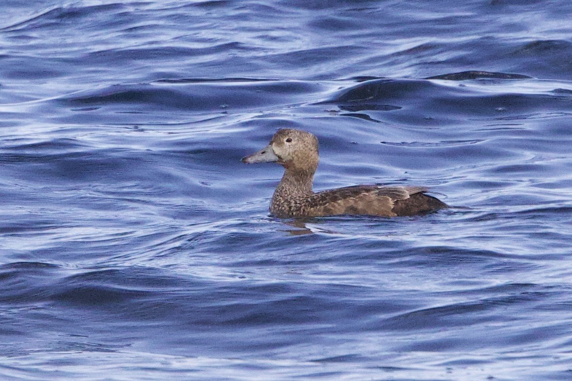 Steller's Eider - ML656513607