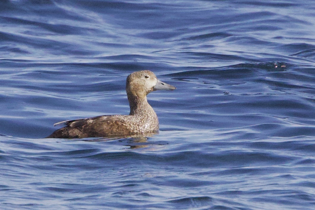 Steller's Eider - ML656513611