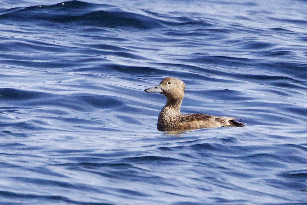 Steller's Eider - ML656513656