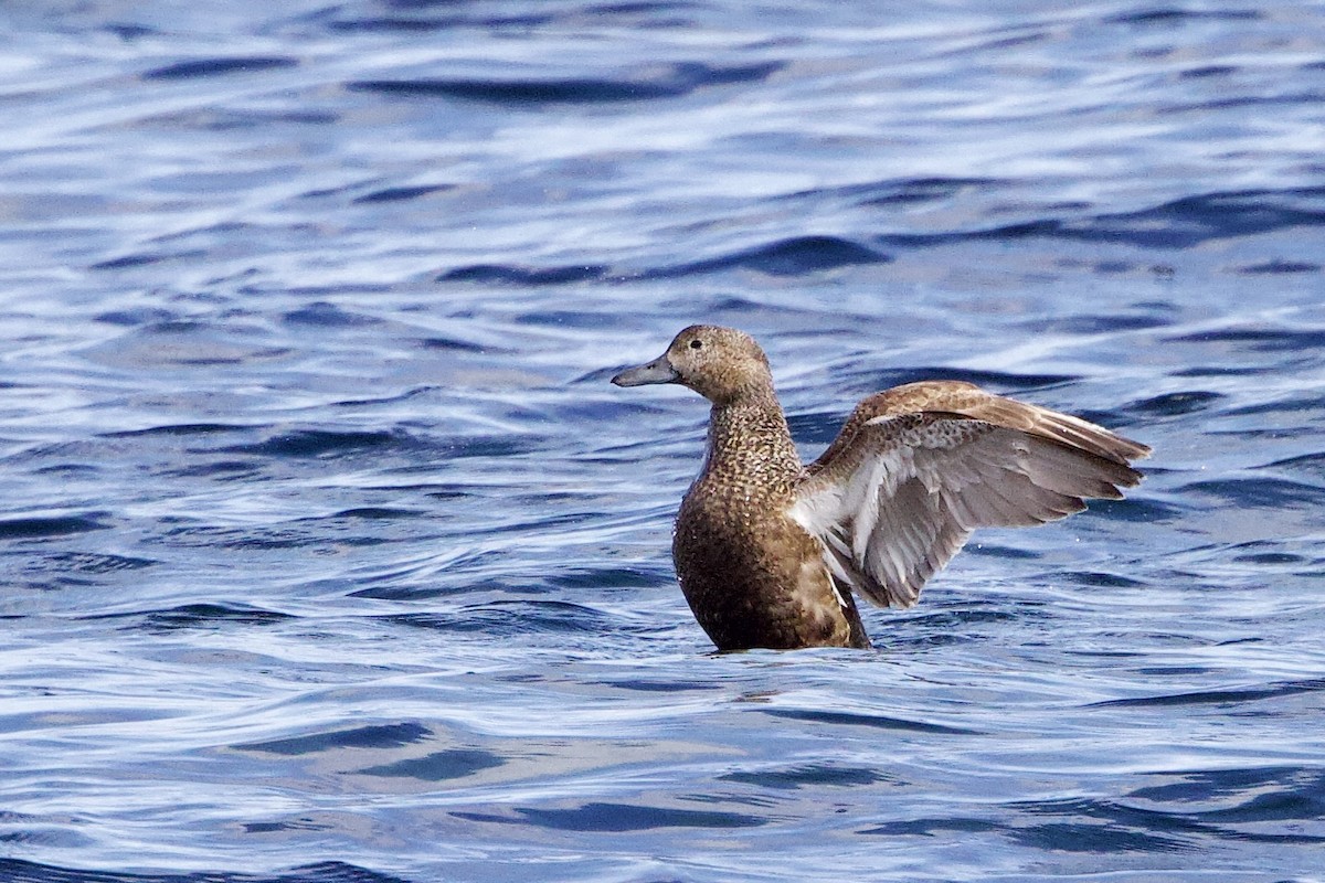 Steller's Eider - ML656513662