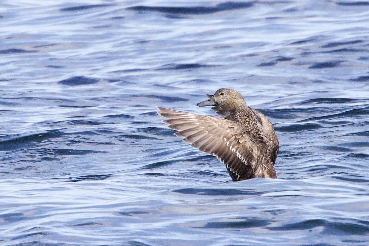 Steller's Eider - ML656513668