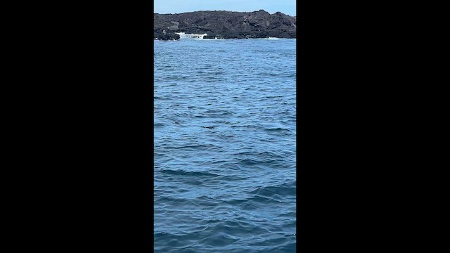 Mavi Ayaklı Sümsük - ML656515348
