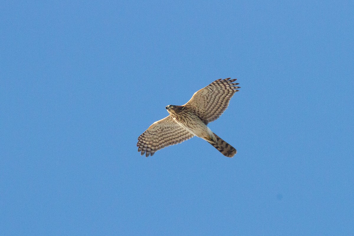 Cooper's Hawk - ML656516223
