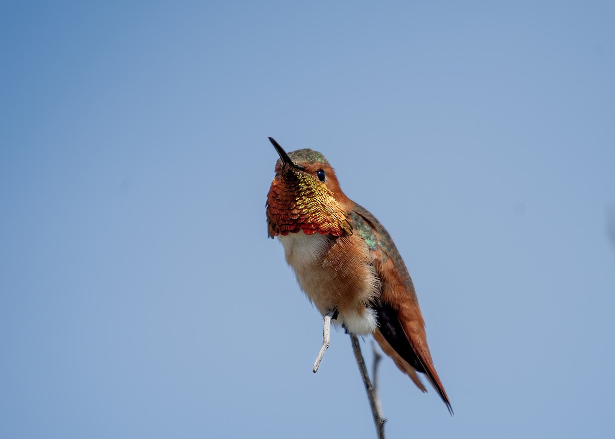Allen's Hummingbird - ML656517060