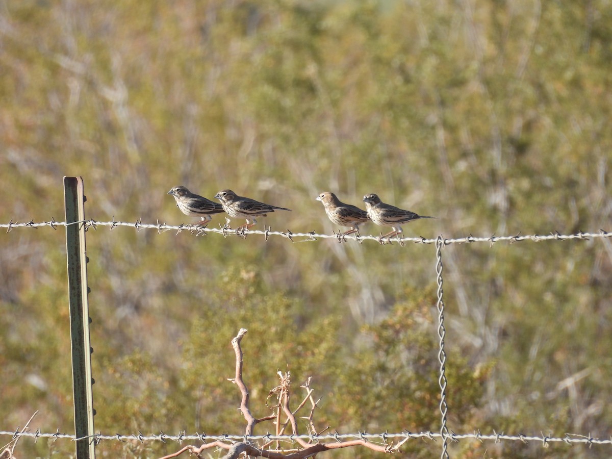 Lark Bunting - ML656517064