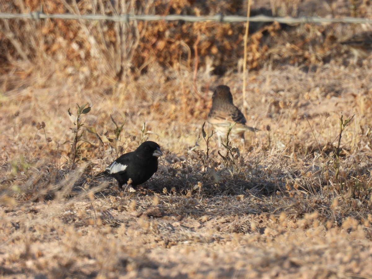 Lark Bunting - ML656517136