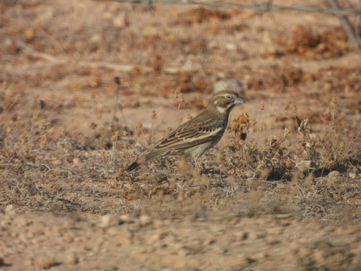 Lark Bunting - ML656517516