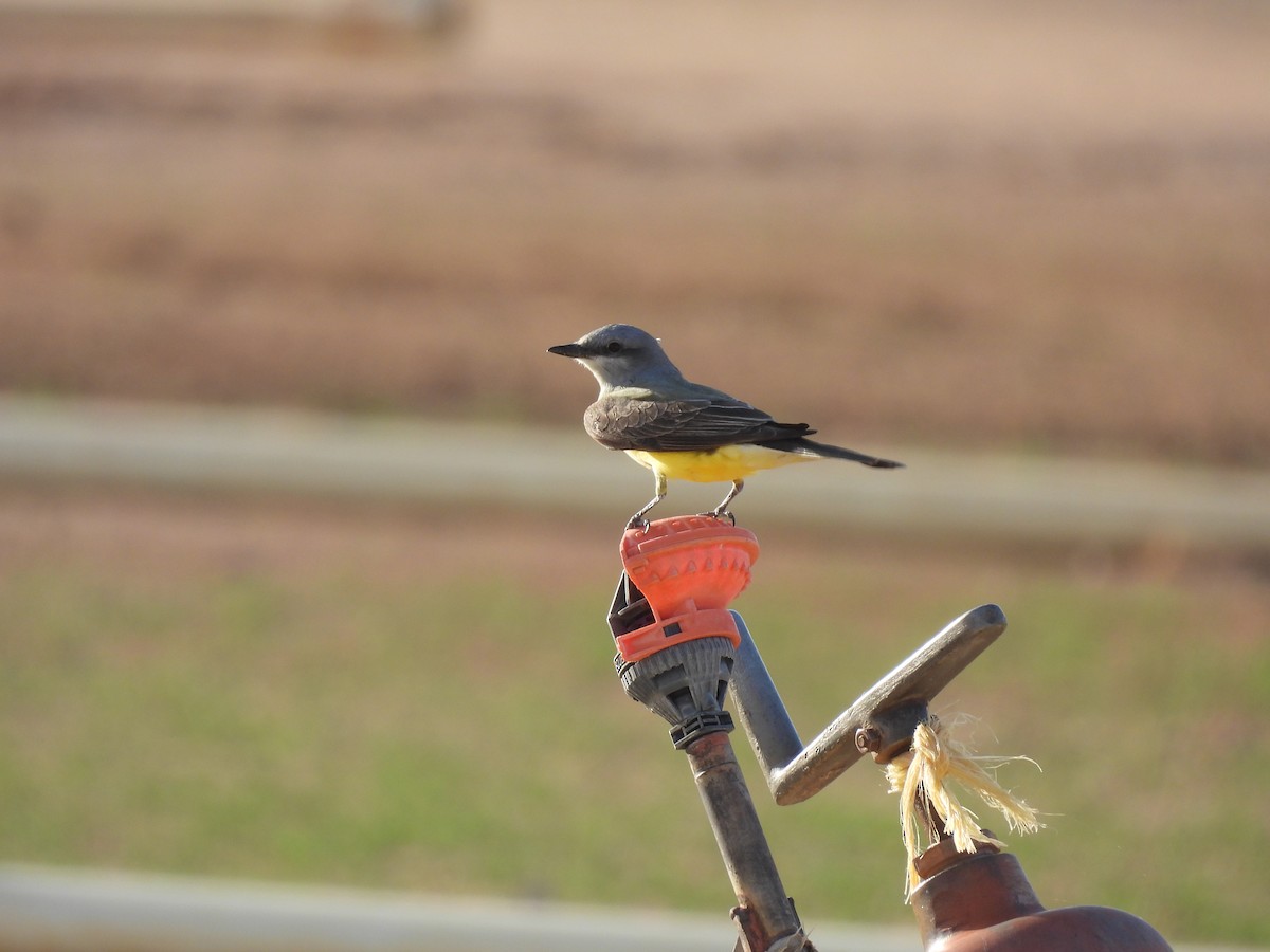 Western Kingbird - ML656517604