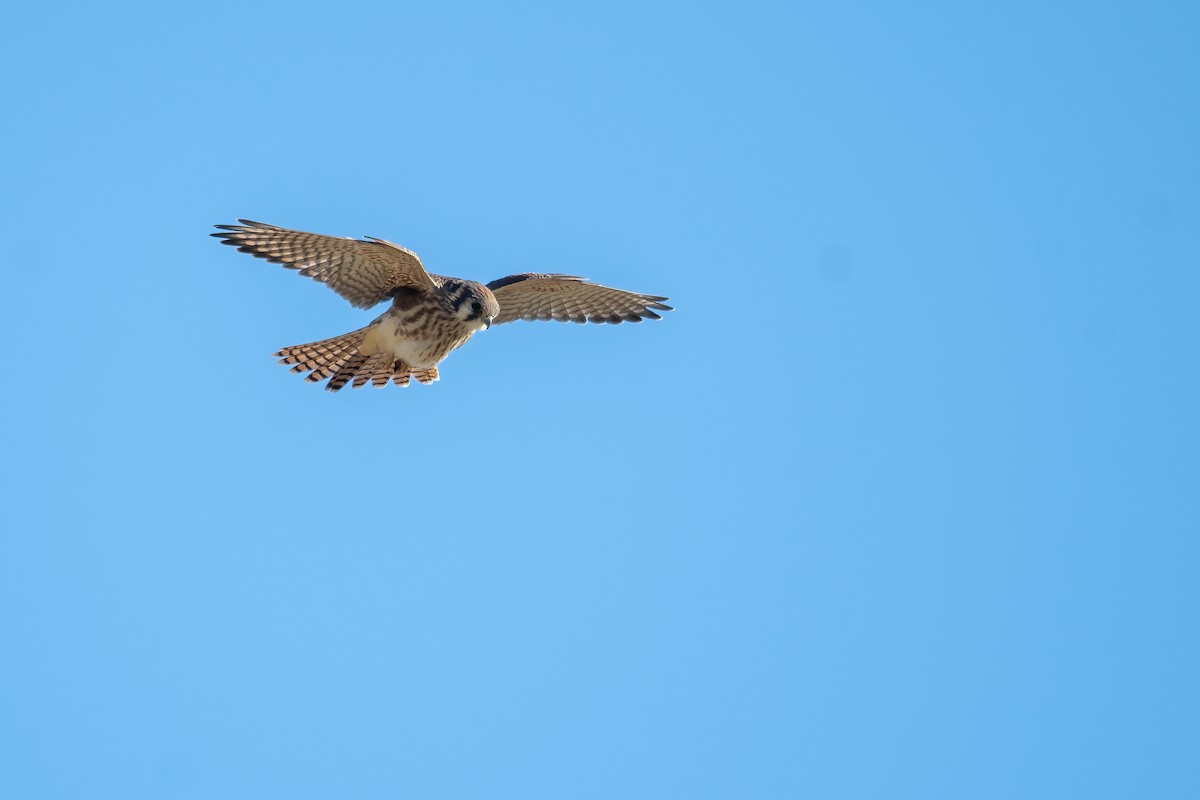 American Kestrel - ML656517613
