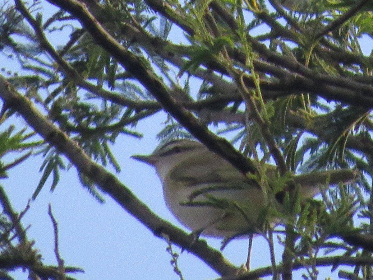 vireo sp. - ML656517656