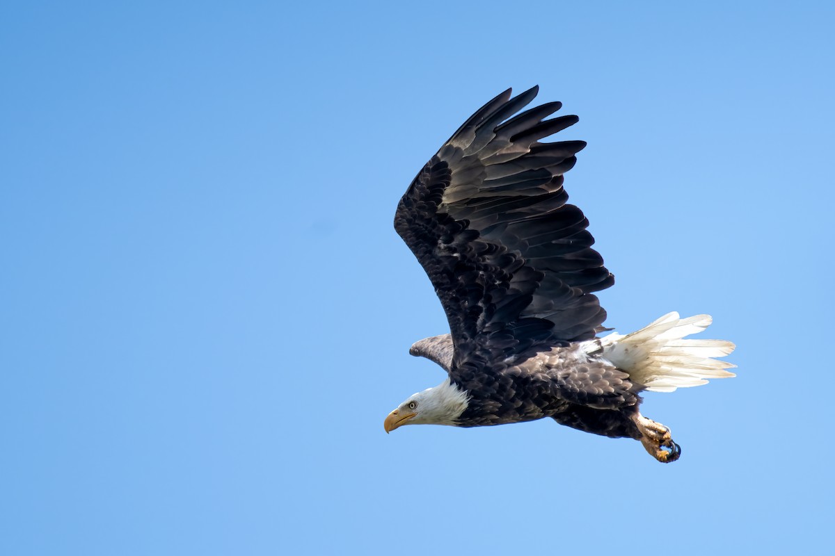 Bald Eagle - ML656517729